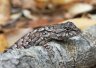 Eastern Fence Lizard - Photo by Doug Kimball
